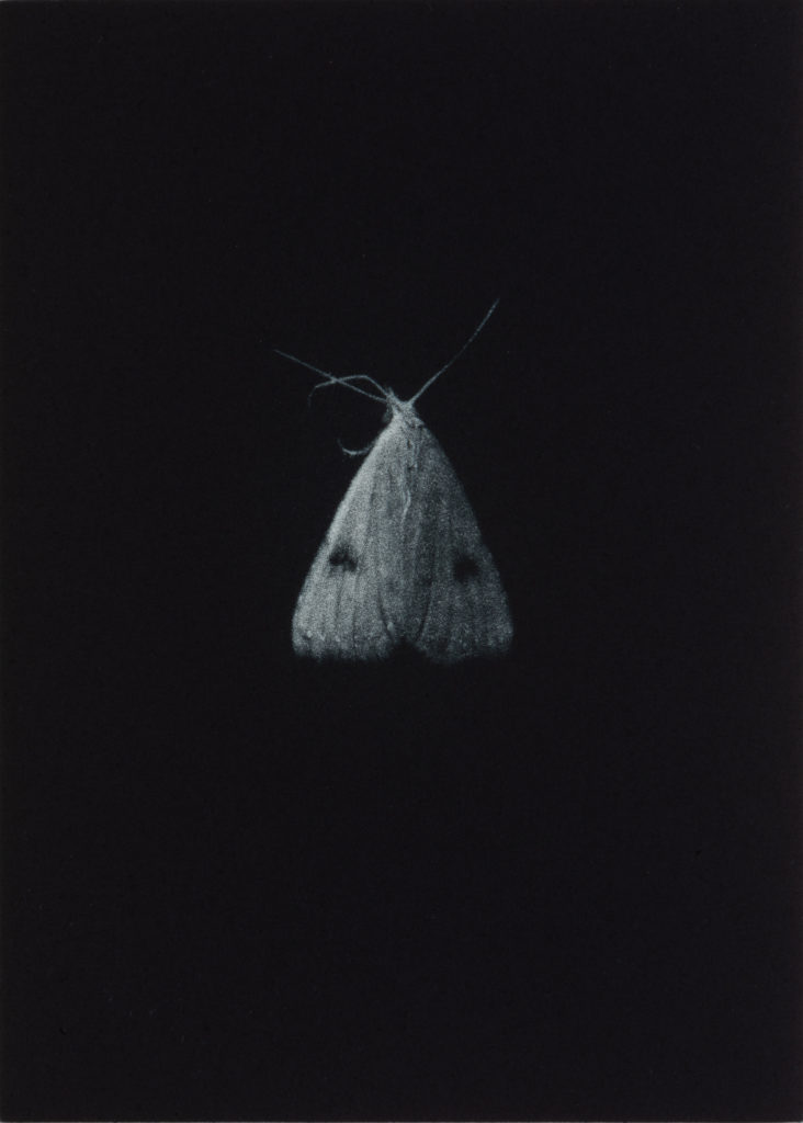 Pictures Of Small Black Moths