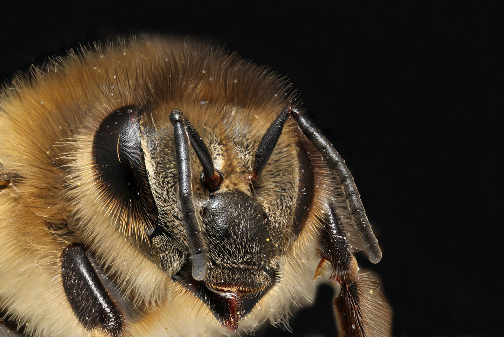 Bee by Arno van Berge Henegouwen