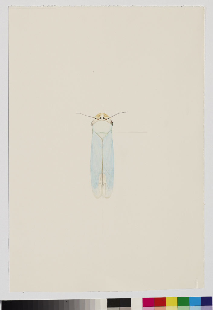 Bugs Beauty and Danger, Cornelia Hesse Honegger, Cicada, Fukushima