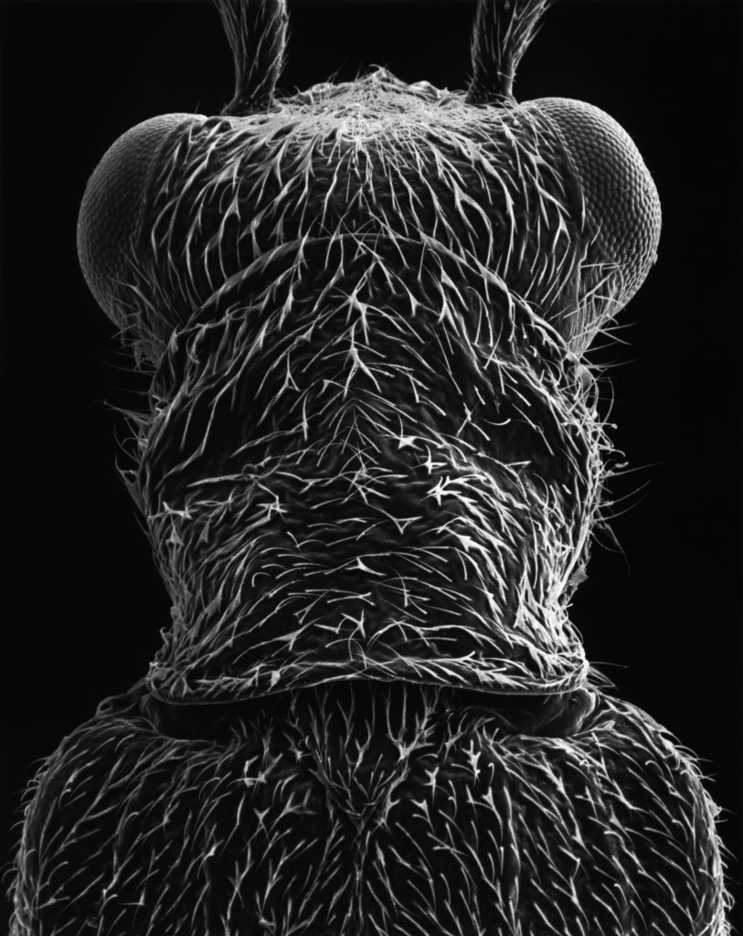 Bugs Beauty and Danger. Claudia Faehrenkemper, Imago 04, 60x magnification, 2004