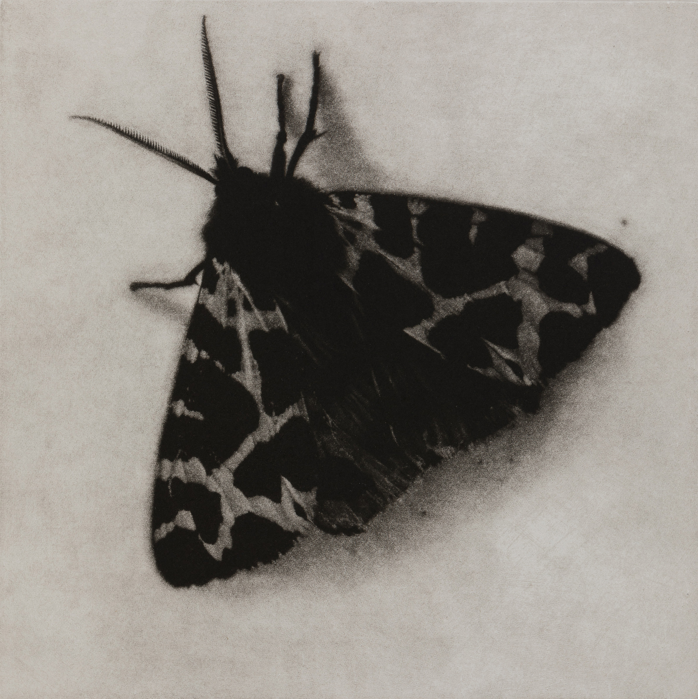 What Do Moths Get Attracted To