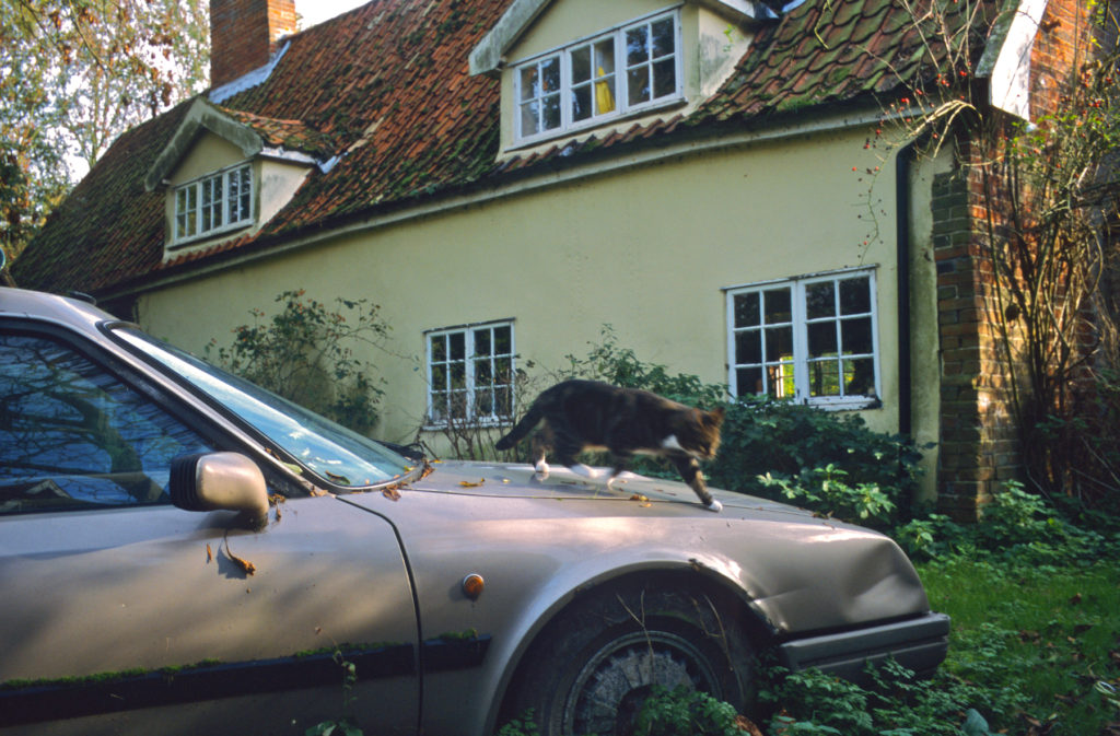 Justin Partyka Walnut Tree Farm Citroen and cat