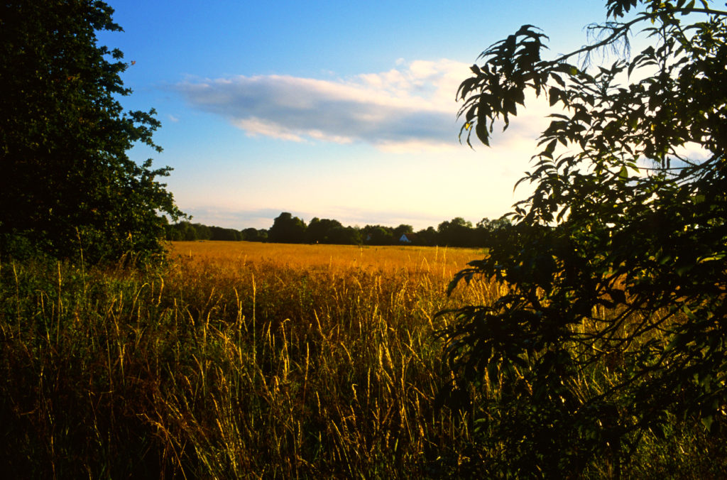 Justin partyka walnut tree farm landscape