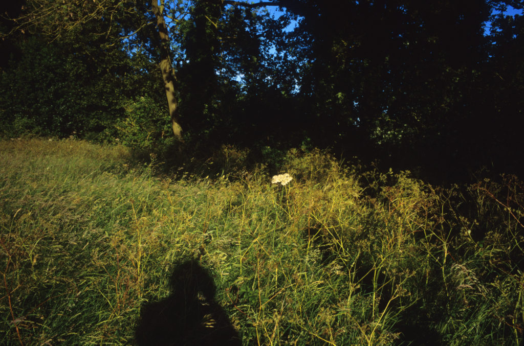 Justin Partyka walnut tree farm shadow