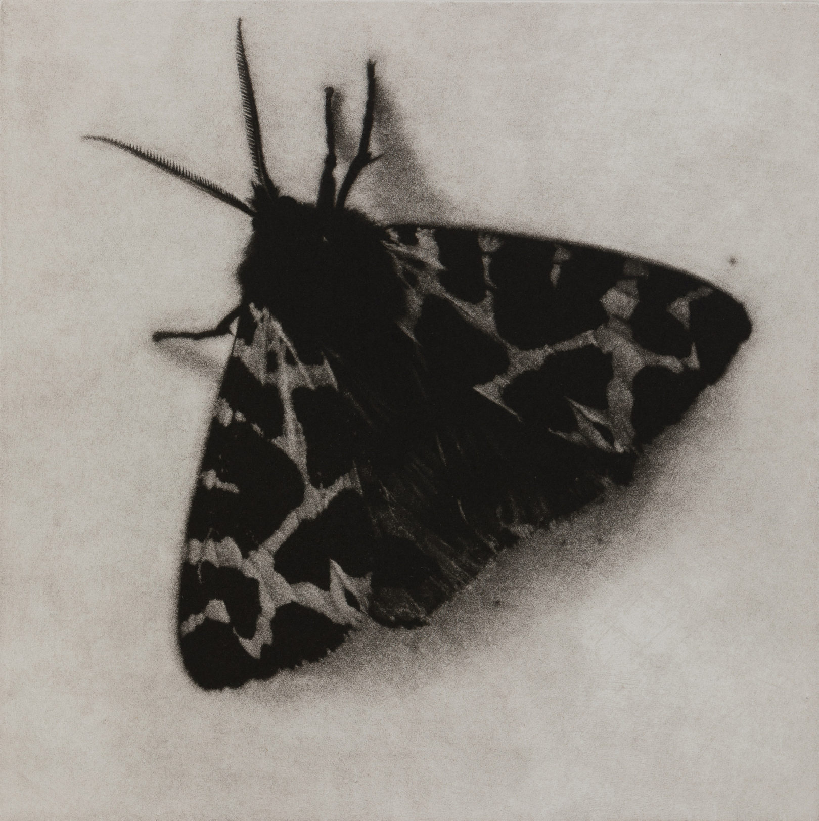 Sarah Gillespie Garden Tiger Moth