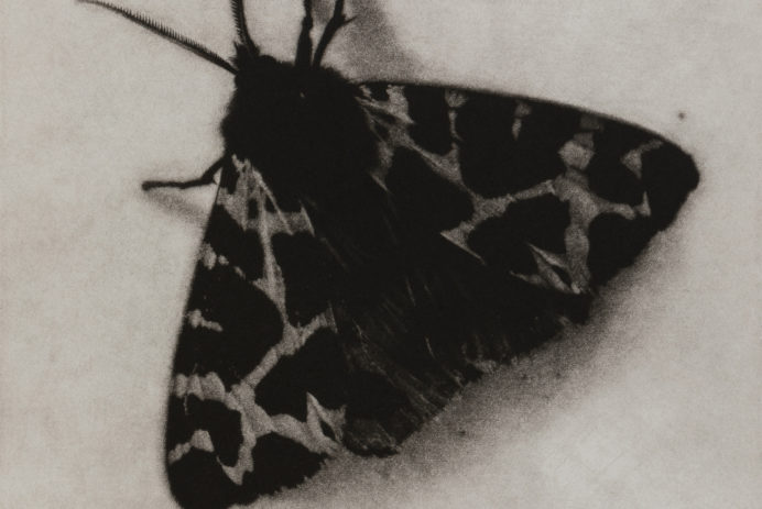 Sarah Gillespie Garden Tiger Moth