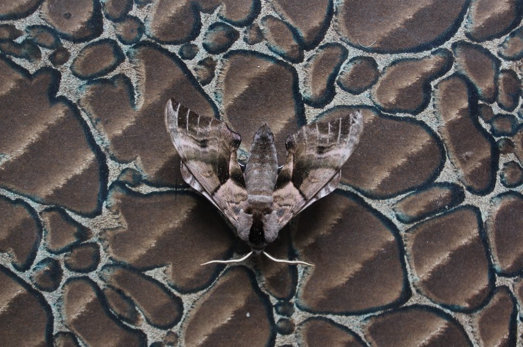 Alison Turnbull, Eyed Hawkmoth