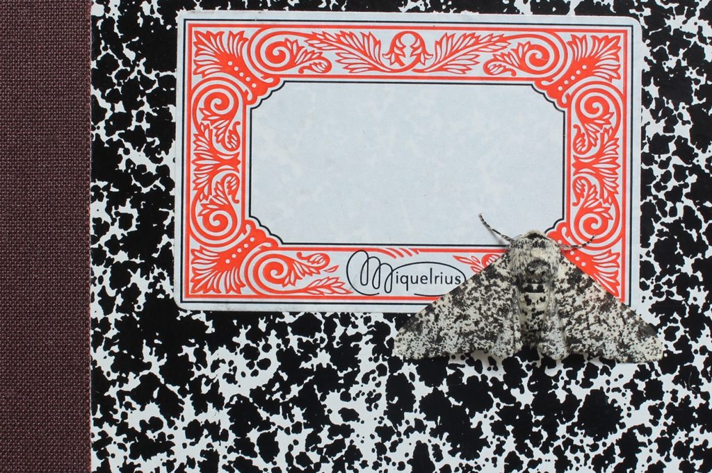 Bugs Beauty and Danger Alison Turnbull Peppered Moth