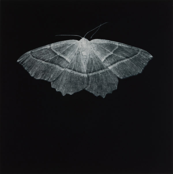 Sarah Gillespie Light Emerald Moth