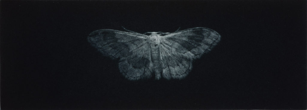 Sarah Gillespie Ribbandwave moth