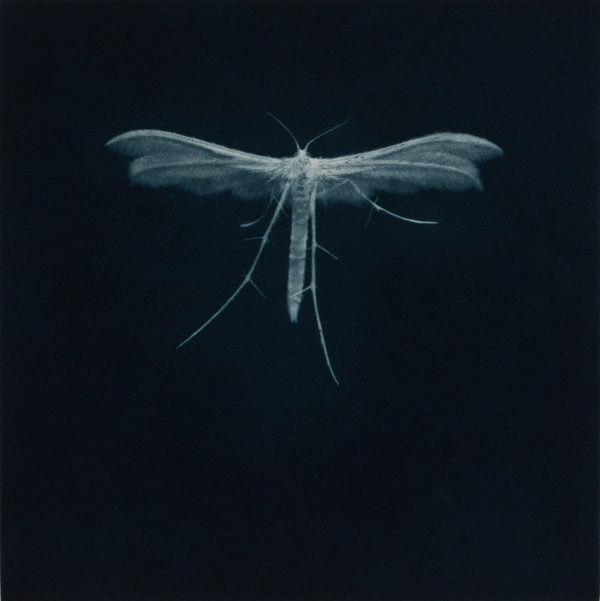 Sarah Gillespie, White Plume Moth, 2019