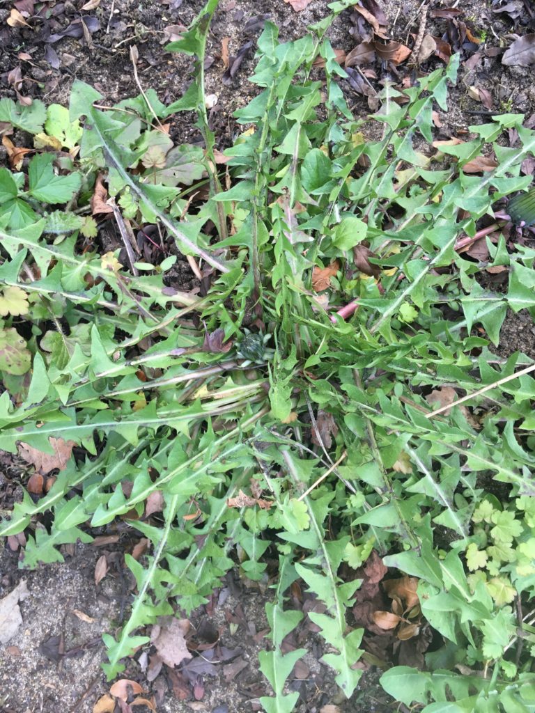 dandelion leaves