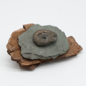 Linda McFarlane: Driftwood and Stone Fossil Brooch