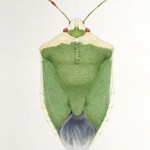 Cornelia Hesse-Honegger Green Shield Bug