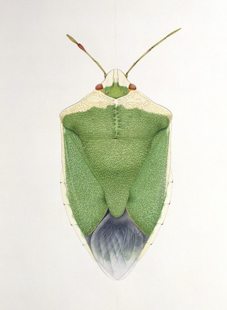 Cornelia Hesse-Honegger Green Shield Bug