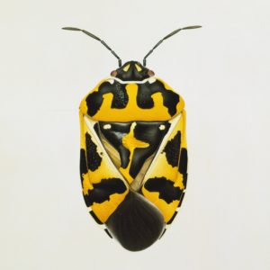 Cornelia Hesse-Honegger, Harlequin Bug