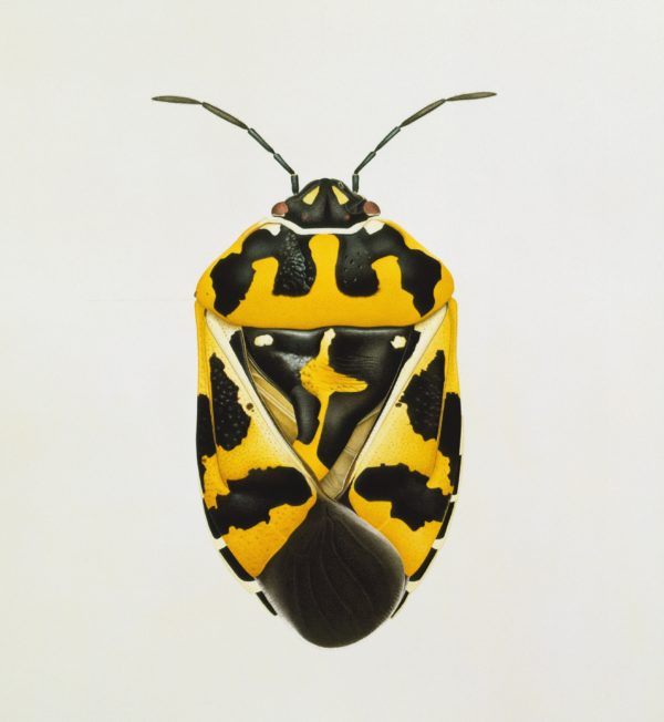 Cornelia Hesse-Honegger, Harlequin Bug