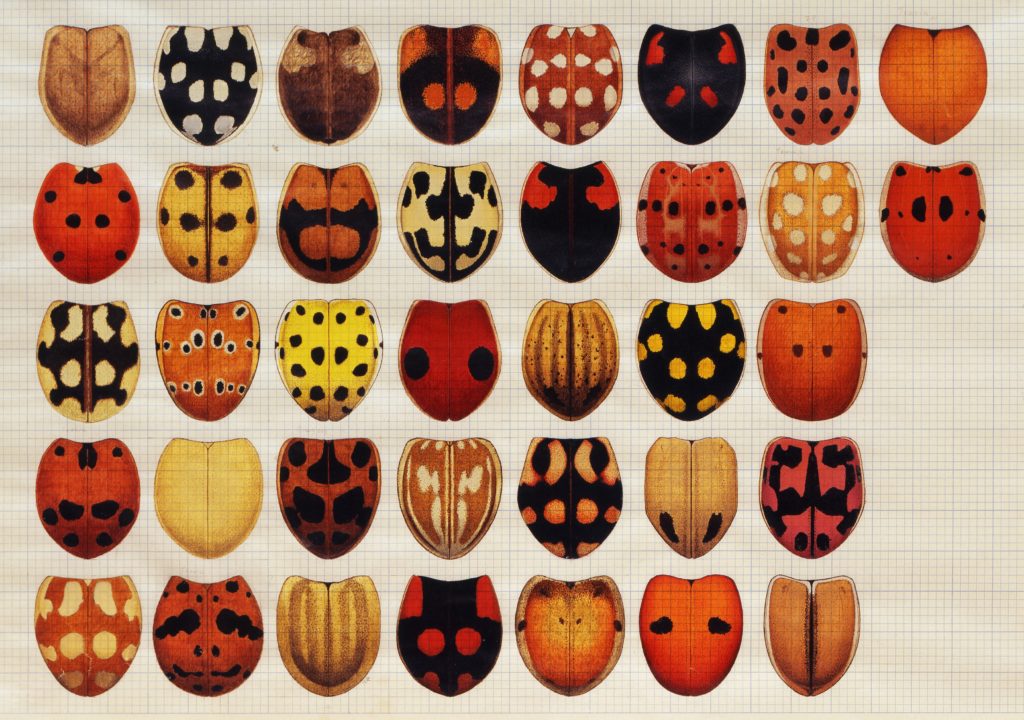 Lady bird beetles 1976