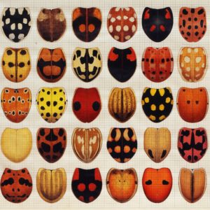 Lady bird beetles 1976