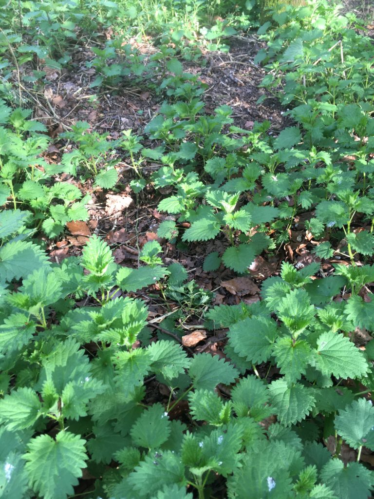 nettles growing 2