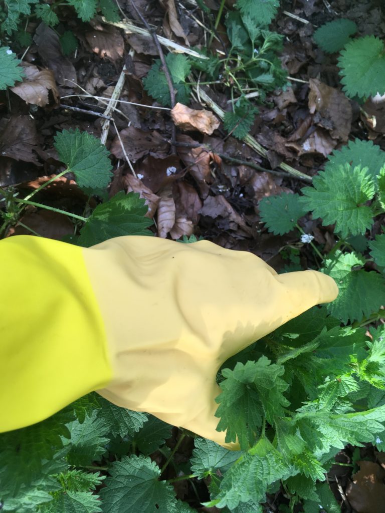 Harvesting nettles wearing gloves