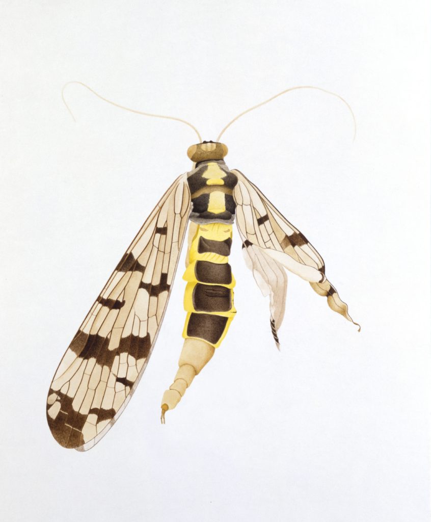 Scorpion fly, Reuental, 1988