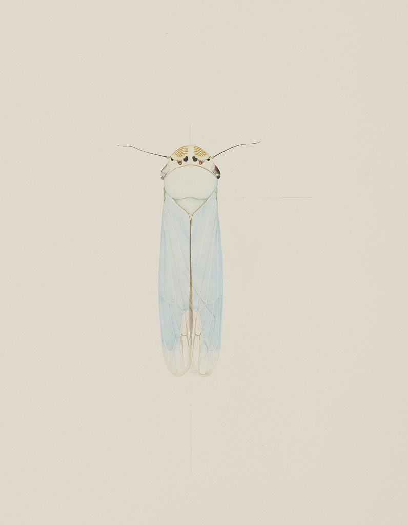 Cornelia Hesse-Honegger, Cicada from Fukushims