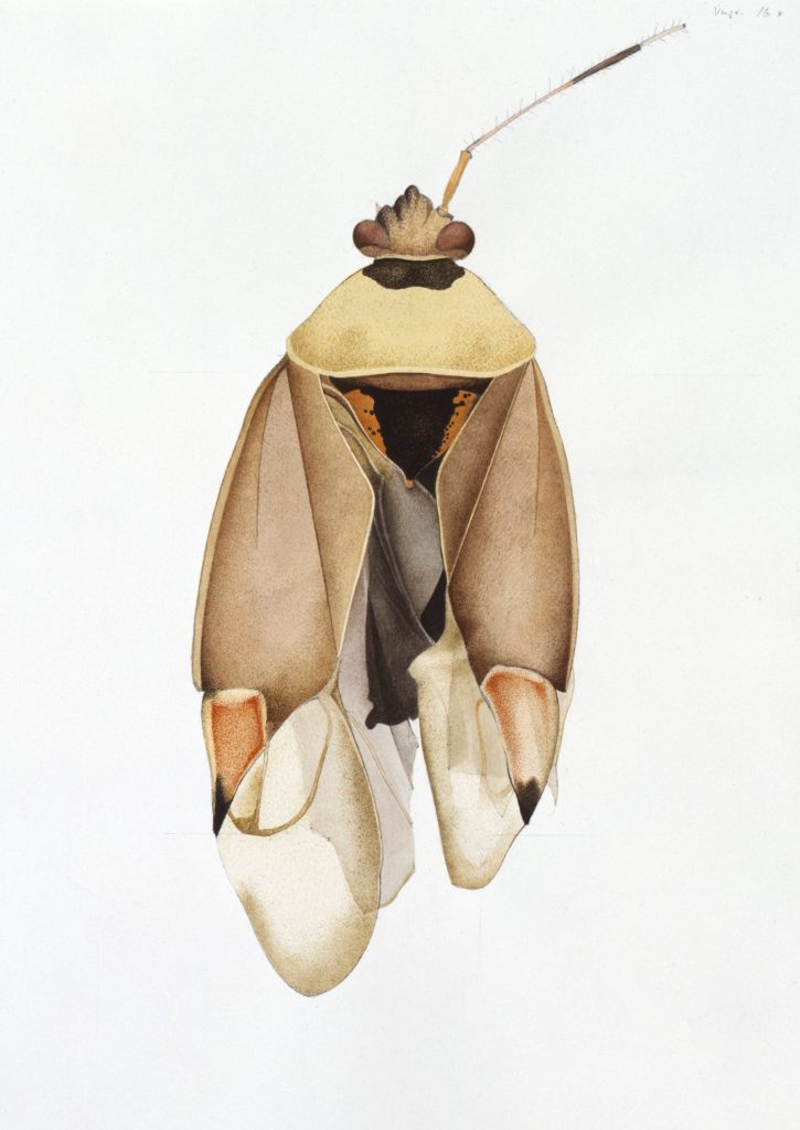 Soft Bug, Gosgen, 1988