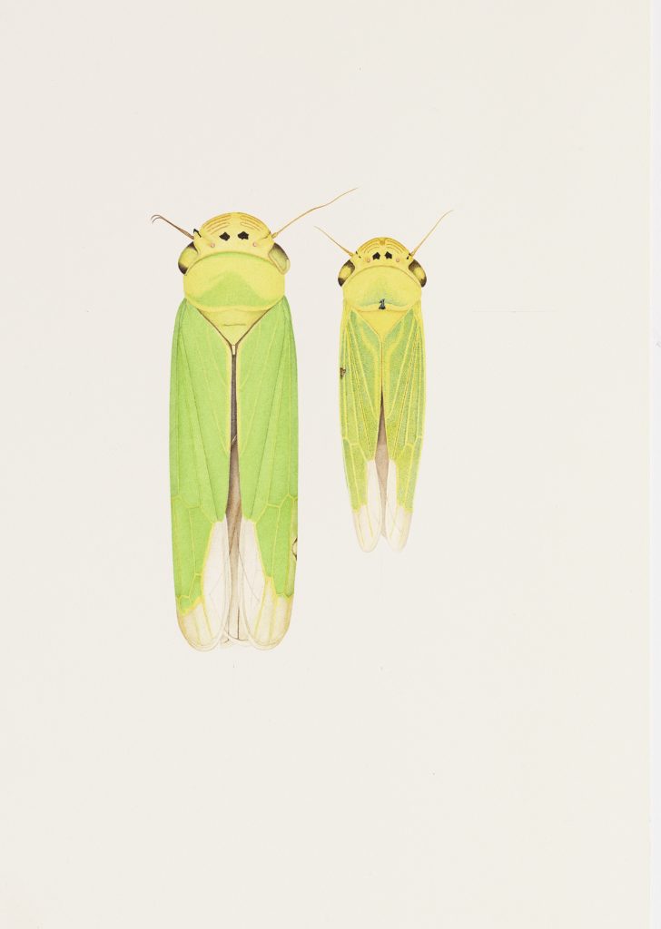 Cornelia Hesse Honegger, Two Cicadas Fukushima