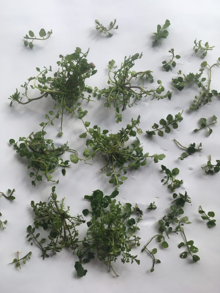 hairy bittercress arranged