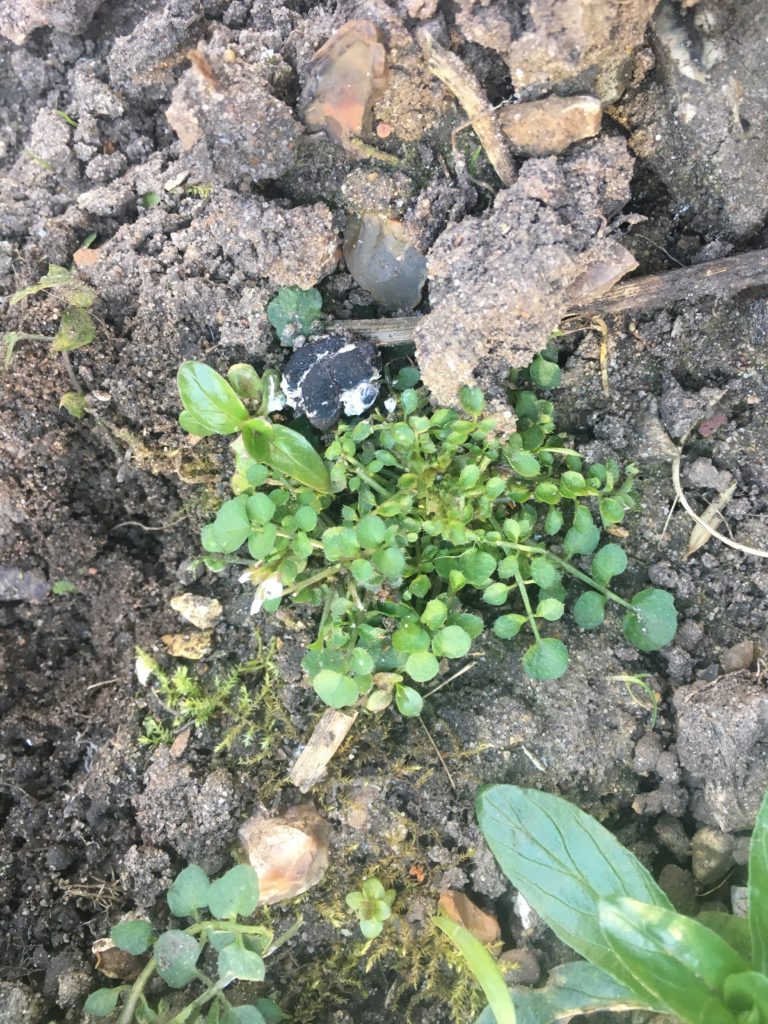 hairy bittercress growing