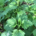 nettle leaves, detail