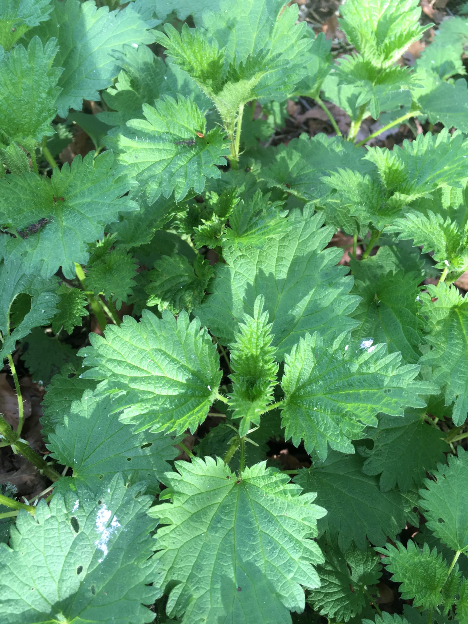 nettle leaves, detail