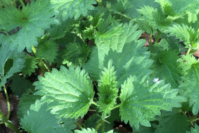 nettle leaves, detail