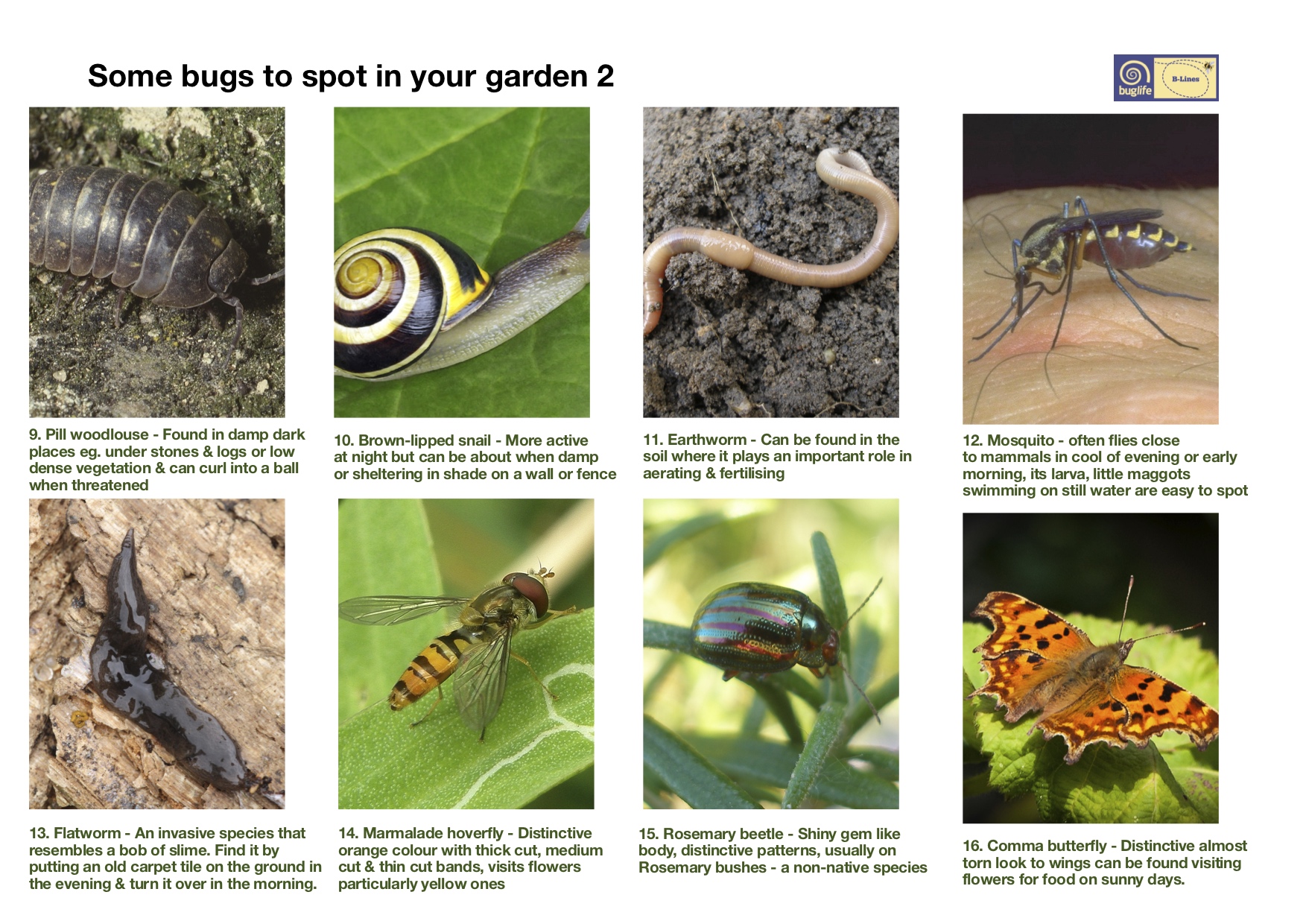 Find your local bugs: Bug poster page 2