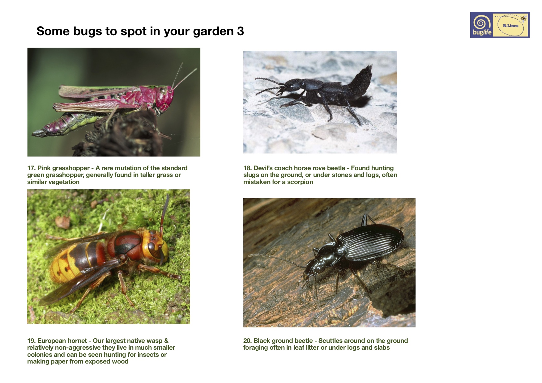 Find your local bugs: Bug poster page 3