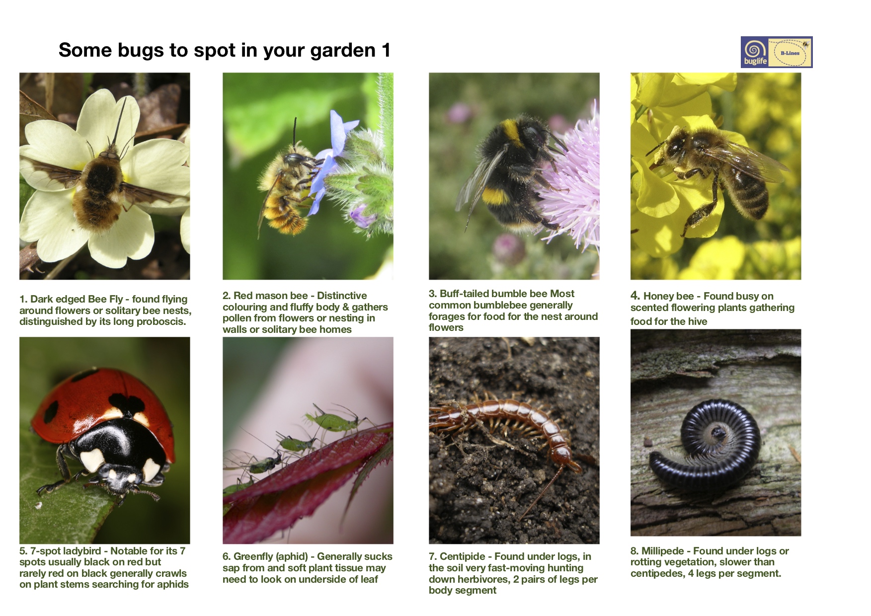 Find your local bugs: Bug poster oage 1