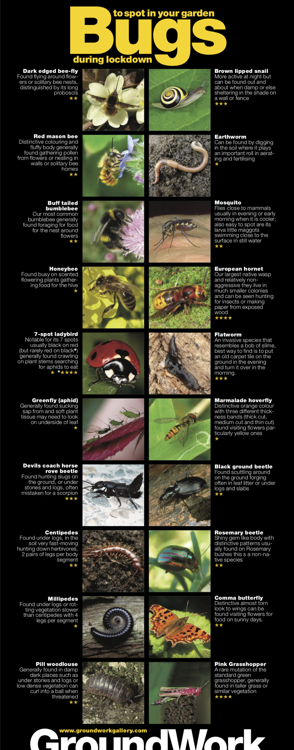 Pearce Marchbank Garden Bugs poster