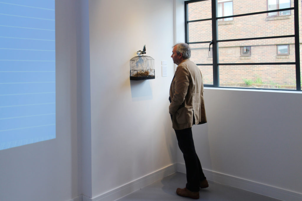 Bird after Bird, Patrick Haines on show