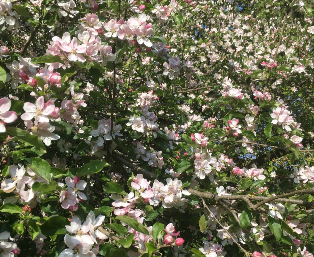 blossom tree