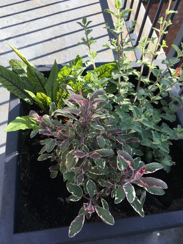 Buglife: balcony planter with herbs