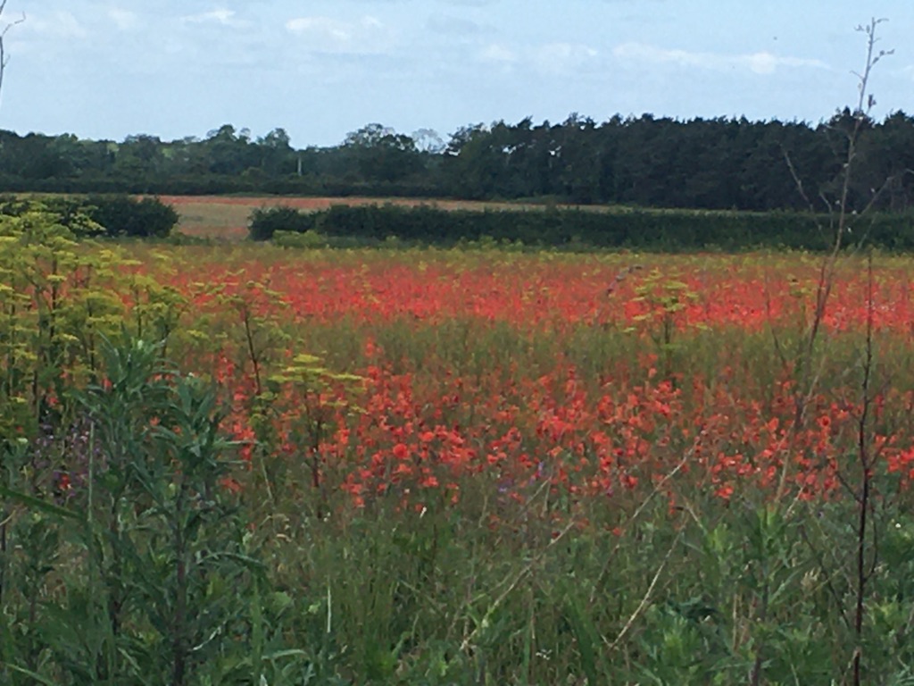 Buglife: field poppies
