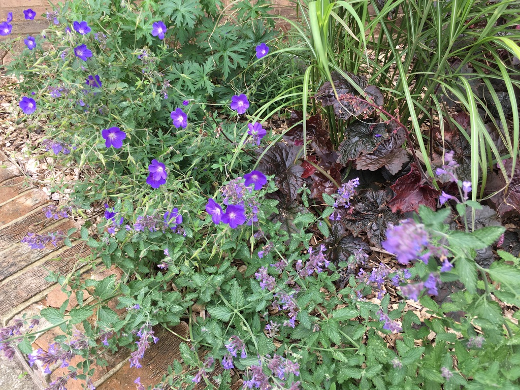 Buglife, town planting trough