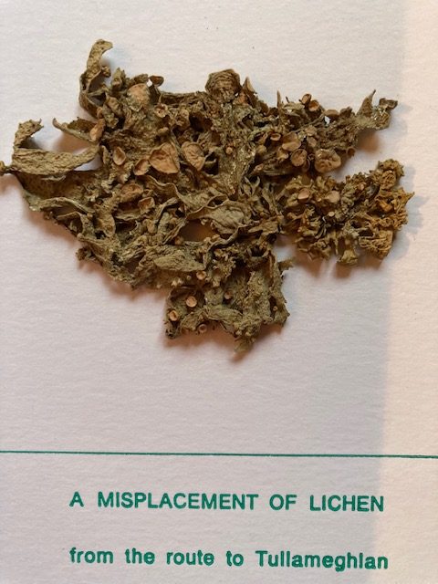 Erica van Horn A Misplacement of Lichen