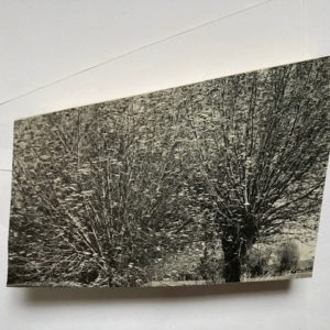 Lotte Scott; Somerset Willow 1