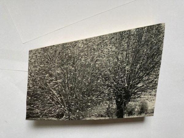 Lotte Scott; Somerset Willow 1