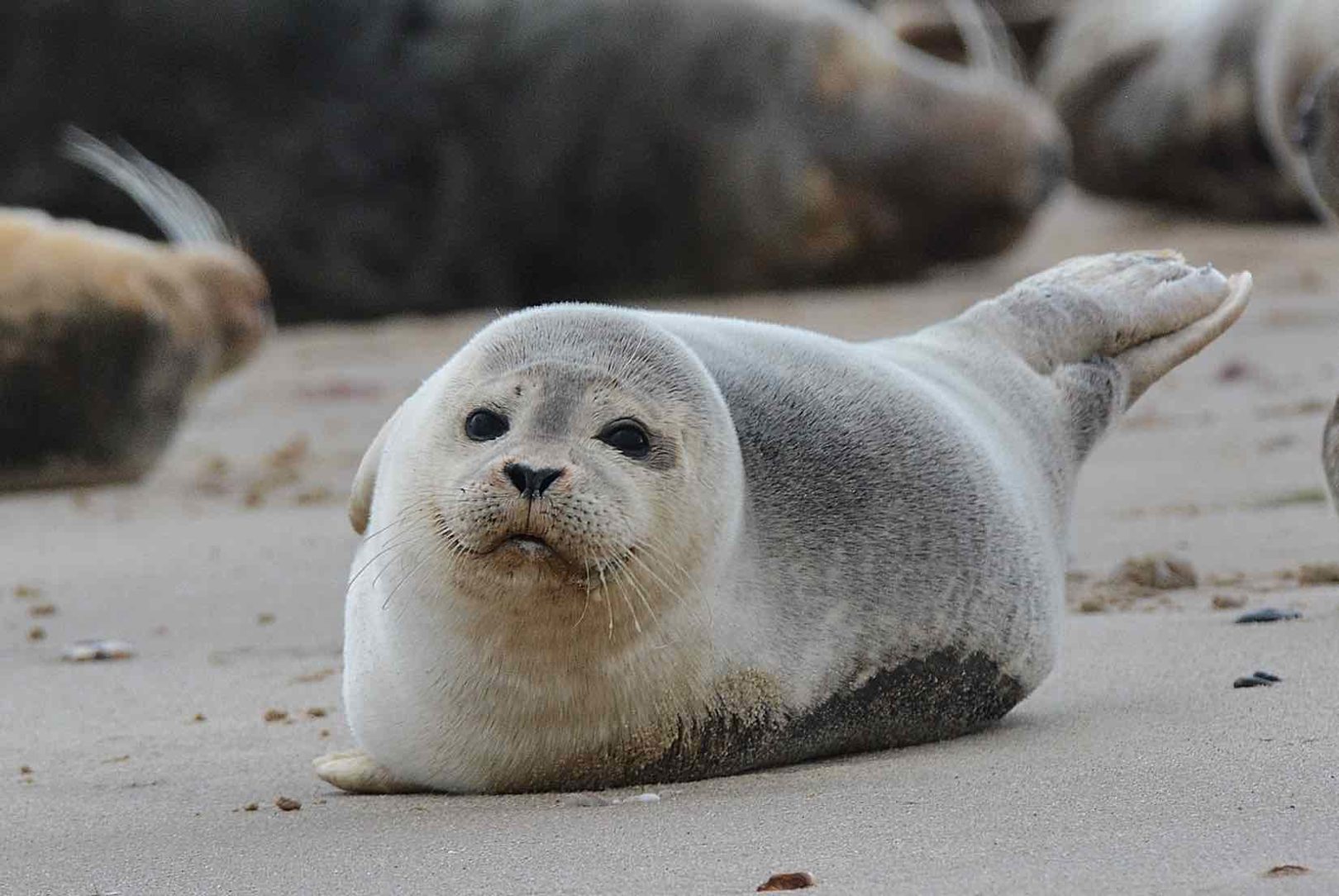 Harbour seal