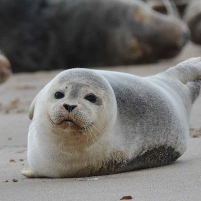 Harbour seal