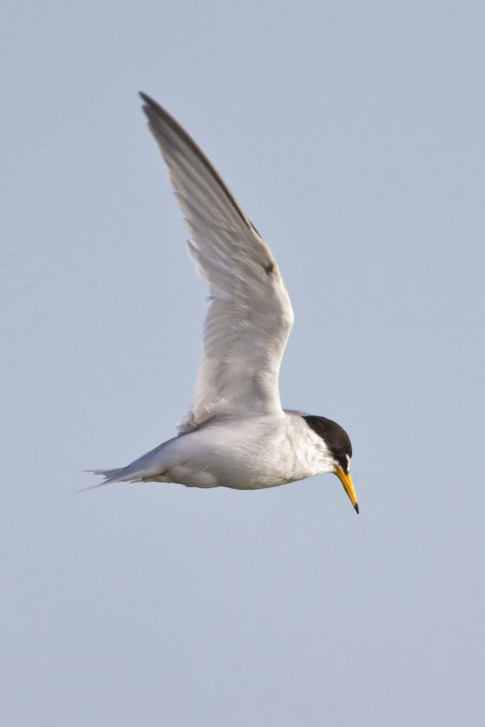 Little Tern