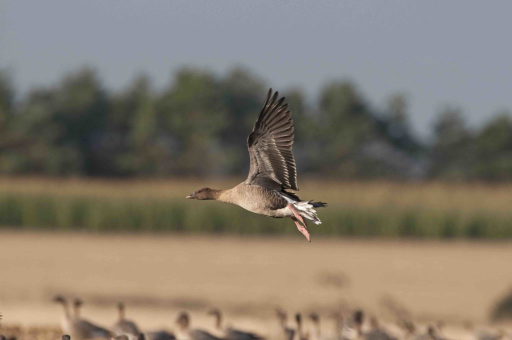 Pink footed geese